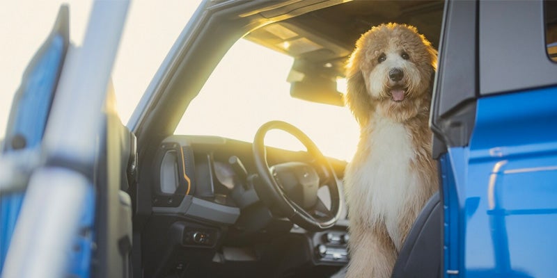 ford bronco with dog in drivers seat